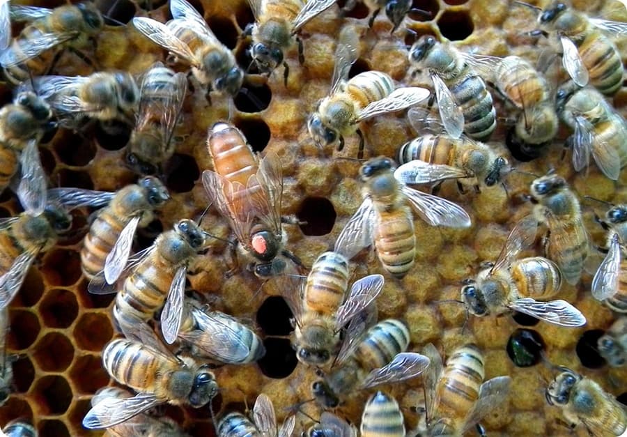 From egg to queen bee